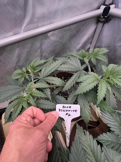Blue Dynamite - Summer 2026. Week 7 - Blue Dynamite #2 - Day 47