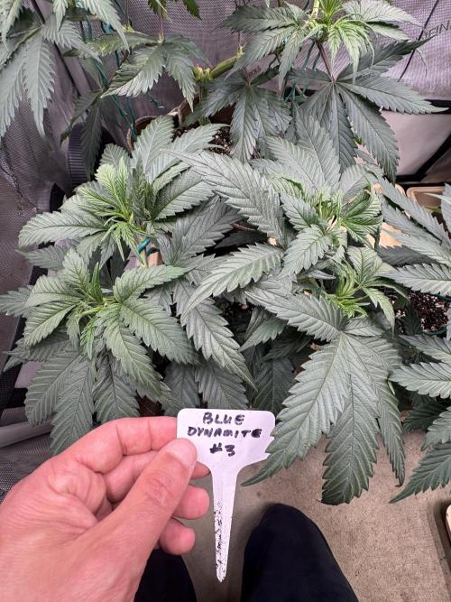 Blue Dynamite - Summer 2026. Week 7 - Blue Dynamite #3 - Day 47