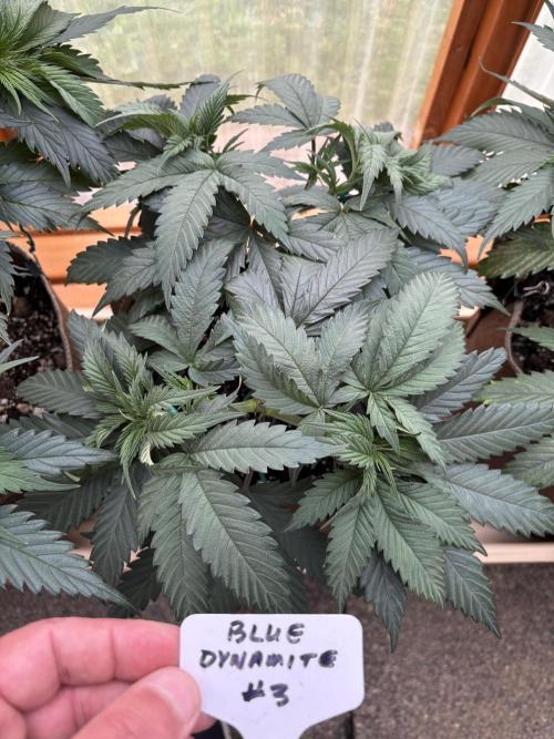 Blue Dynamite - Summer 2026. Week 7 - Blue Dynamite #3 - Day 49
