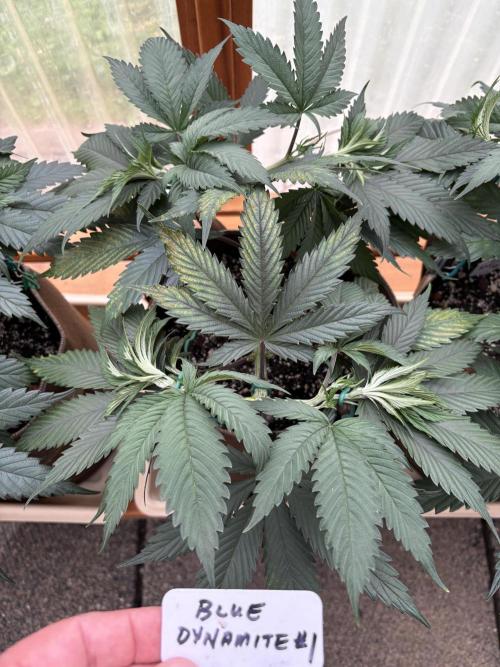 Blue Dynamite - Summer 2026. Week 7 - Blue Dynamite #1 - Day 49