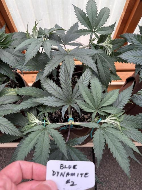 Blue Dynamite - Summer 2026. Week 7 - Blue Dynamite #2 - Day 49