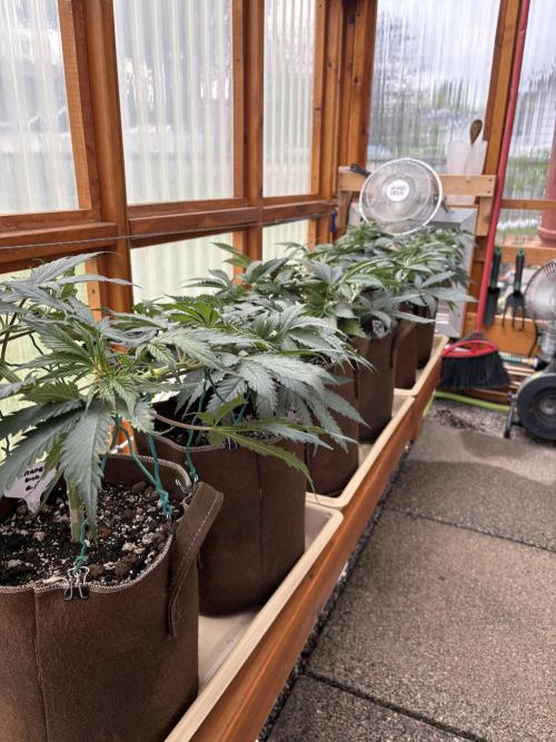 Blue Dynamite - Summer 2026. Week 7 - Greenhouse - Day 49