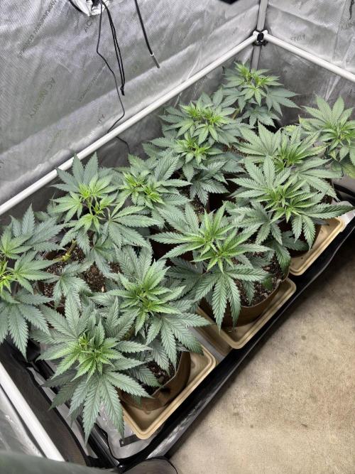 GrapeGod - Summer 2026. Week 7 - Propagation Garden - Day 47
