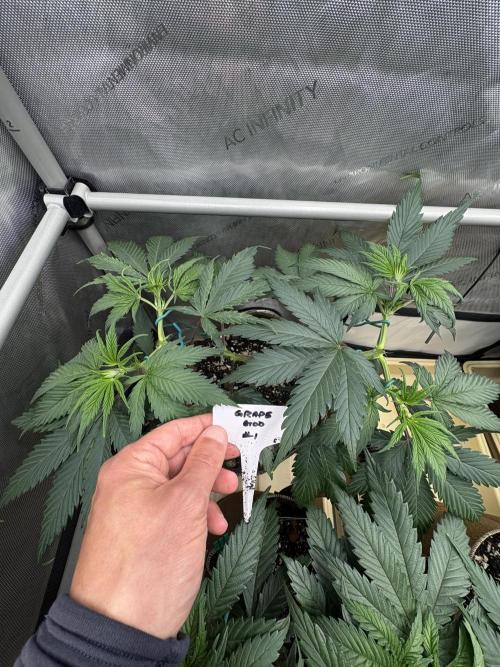 GrapeGod - Summer 2026. Week 7 - GrapeGod #1 - Day 47