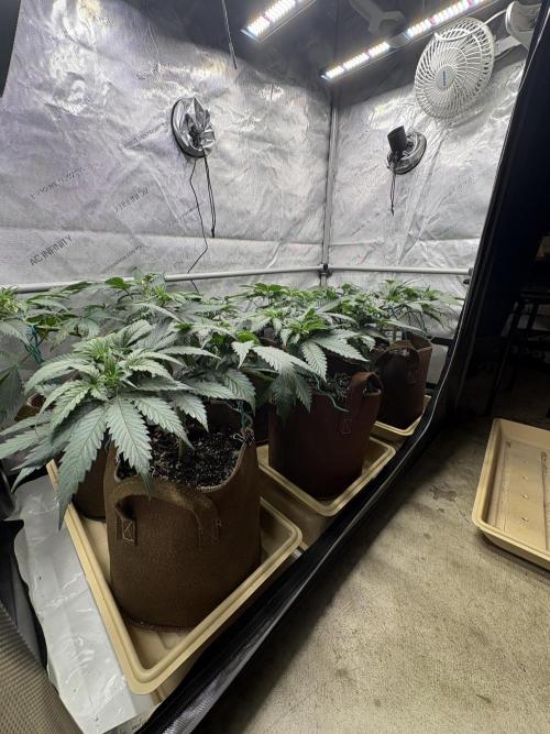 GrapeGod - Summer 2026. Week 7 - Propagation Garden - Day 47