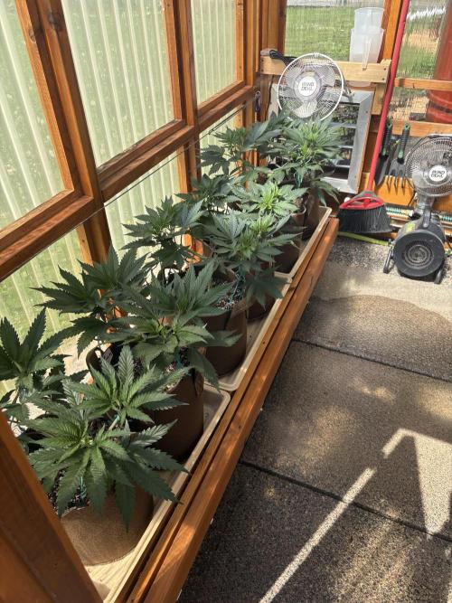 GrapeGod - Summer 2026. Week 7 - Greenhouse - Day 48