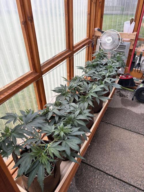 GrapeGod - Summer 2026. Week 7 - Greenhouse - Day 49