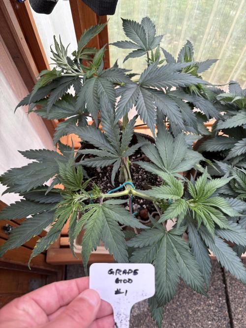 GrapeGod - Summer 2026. Week 7 - GrapeGod #1 - Day 49