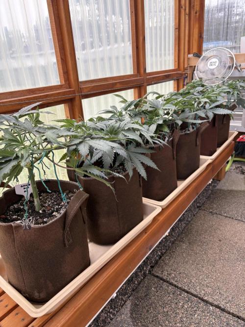 GrapeGod - Summer 2026. Week 7 - Greenhouse - Day 49