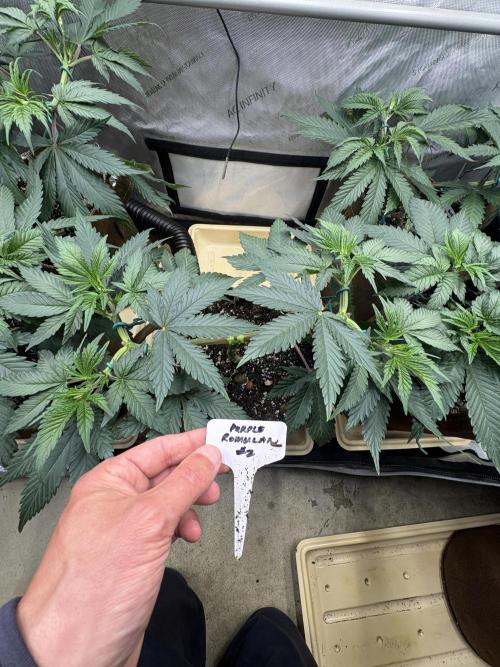 Purple Romulan - Summer 2026. Week 7 - Purple Romulan #2 - Day 47