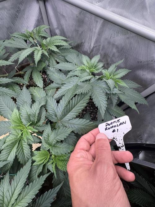 Purple Romulan - Summer 2026. Week 7 - Purple Romulan #1 0 Day 47