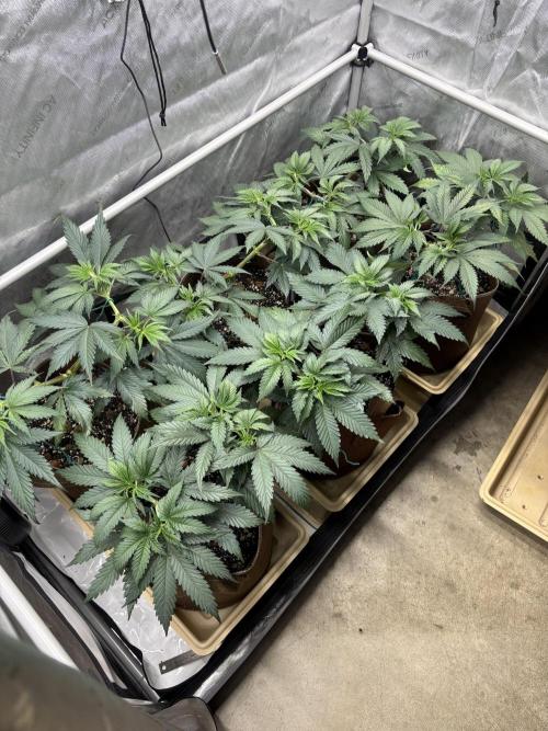 Purple Romulan - Summer 2026. Week 7 - Propagation Garden - Day 47
