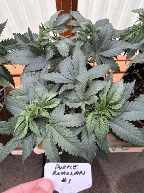 Purple Romulan - Summer 2026. Week 7 - Purple Romulan #1 - Day 49