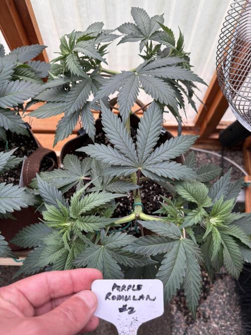 Purple Romulan - Summer 2026. Week 7 - Purple Romulan #2 - Day 49
