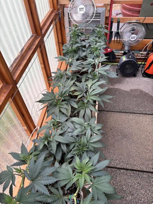 Purple Romulan - Summer 2026. Week 7 - Greenhouse - Day 49