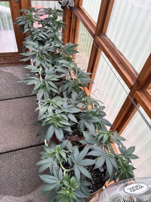 Purple Romulan - Summer 2026. Week 7 - Greenhouse - Day 49