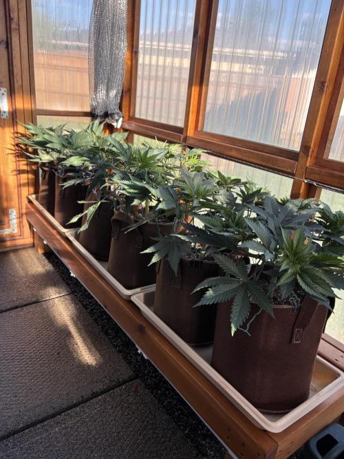 Blue Dynamite - Summer 2026. Week 8 - Greenhouse - Day 51