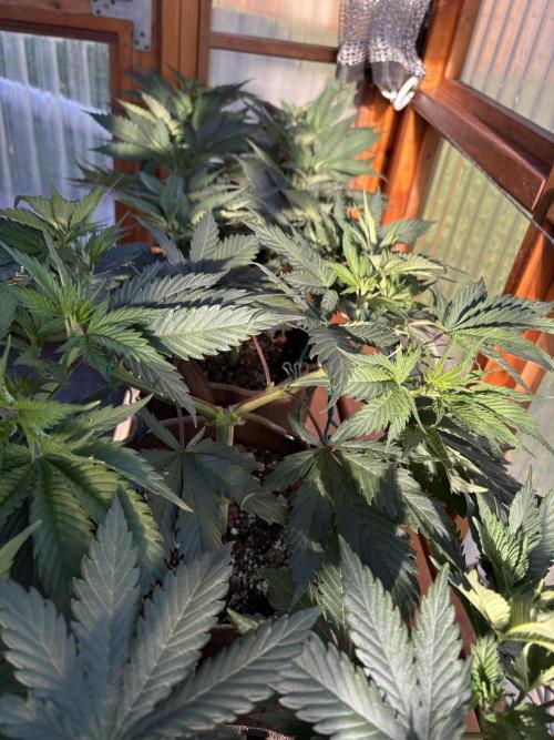 Blue Dynamite - Summer 2026. Week 8 - Greenhouse - Day 51