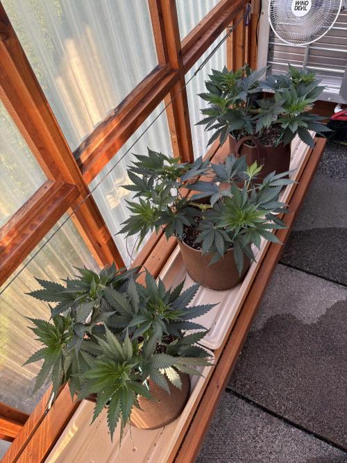 Blue Dynamite - Summer 2026. Week 8 - Greenhouse - Day 53