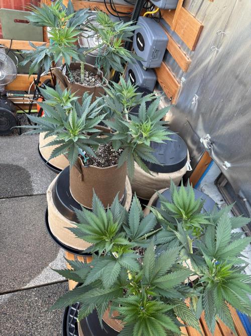 Blue Dynamite - Summer 2026. Week 8 - Greenhouse - Day 53