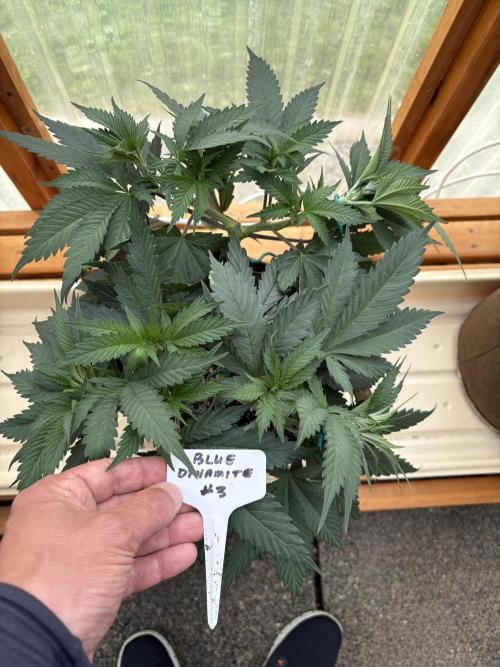 Blue Dynamite - Summer 2026. Week 8 - Blue Dynamite #3 - Day 54