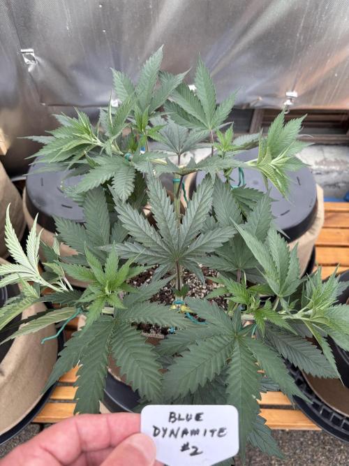 Blue Dynamite - Summer 2026. Week 8 - Blue Dynamite #2 - Day 54