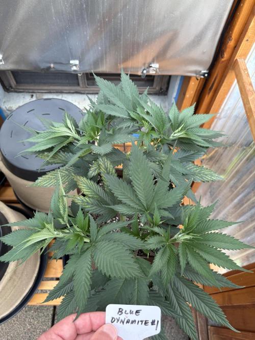 Blue Dynamite - Summer 2026. Week 8 - Blue Dynamite #1 - Day 54