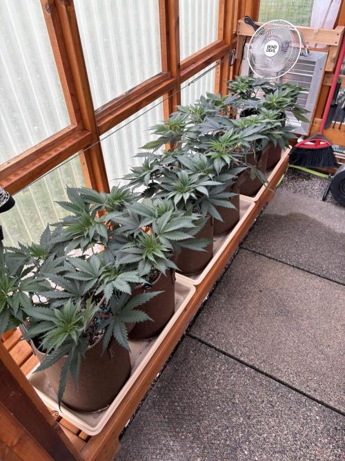 GrapeGod - Summer 2026. Week 8 - Greenhouse - Day 51