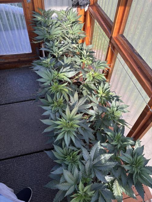 GrapeGod - Summer 2026. Week 8 - Greenhouse - Day 51