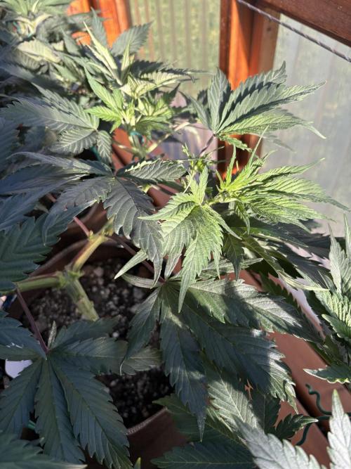 GrapeGod - Summer 2026. Week 8 - Greenhouse - Day 51