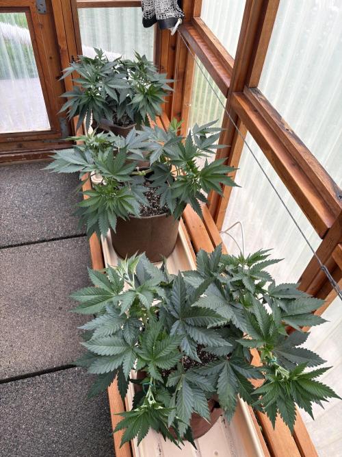 GrapeGod - Summer 2026. Week 8 - Greenhouse - Day 54