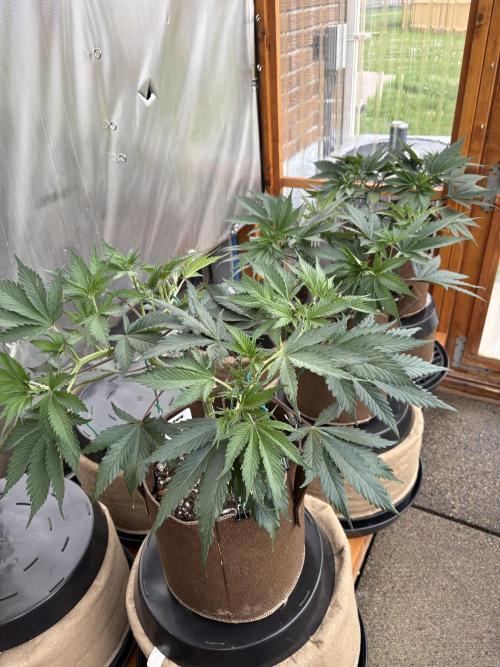 GrapeGod - Summer 2026. Week 8 - Greenhouse - Day 54