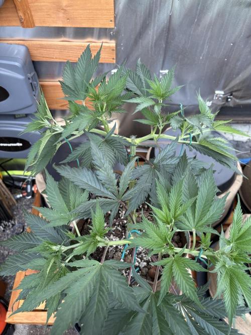 GrapeGod - Summer 2026. Week 8 - GrapeGod #1 - Day 54