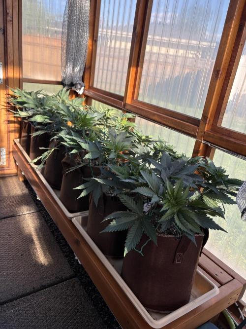 Purple Romulan - Summer 2026. Week 8 - Greenhouse - Day 51