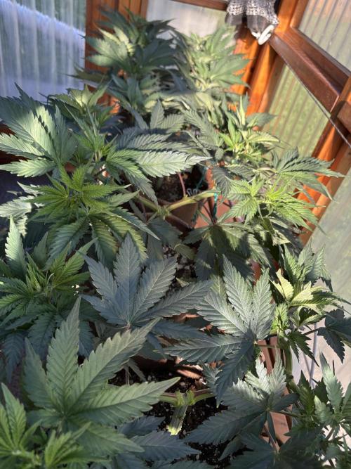 Purple Romulan - Summer 2026. Week 8 - Greenhouse - Day 51