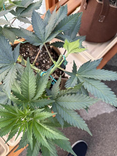 Purple Romulan - Summer 2026. Week 8 - Purple Romulan #2 - Broken Stem Day 53