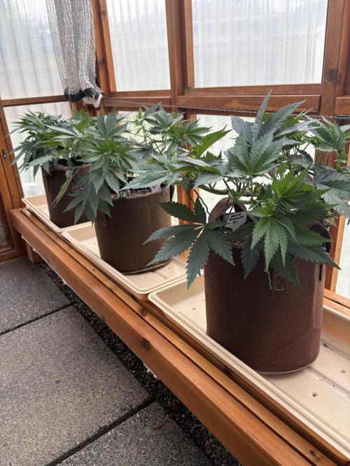Purple Romulan - Summer 2026. Week 8 - Greenhouse - Day 54