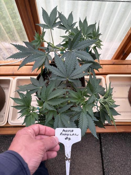 Purple Romulan - Summer 2026. Week 8 - Purple Romulan #2 - Day 54