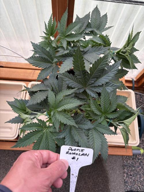 Purple Romulan - Summer 2026. Week 8 - Purple Romulan #1 - Day 54