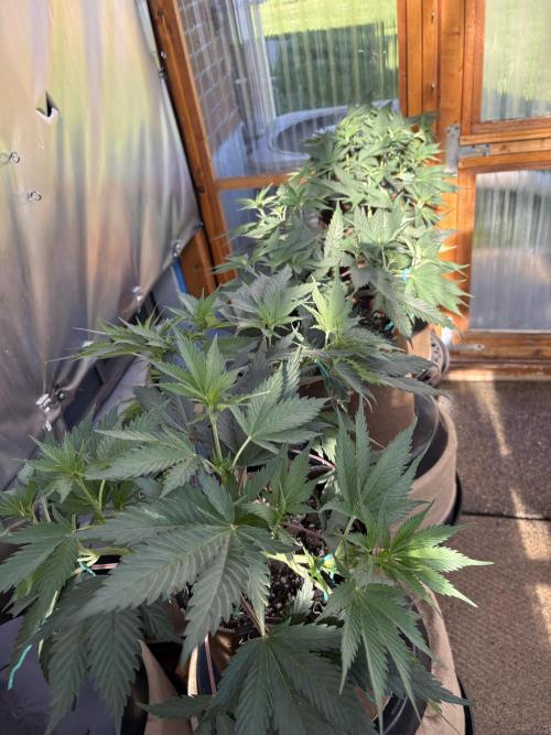 Blue Dynamite - Summer 2026. Week 9 - Greenhouse Back Bench - Day 58