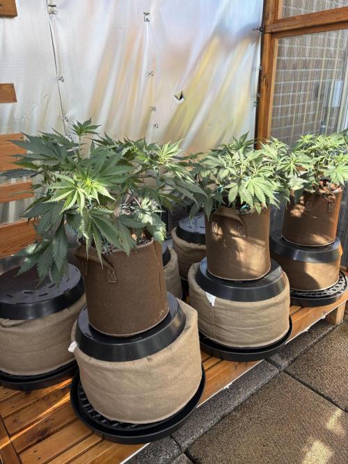 Blue Dynamite - Summer 2026. Week 9 - Greenhouse Back Bench - Day 58