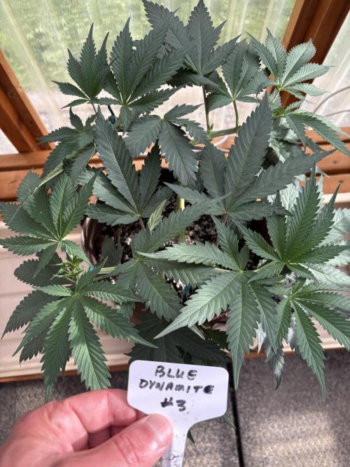 Blue Dynamite - Summer 2026. Week 9 - Blue Dynamite #3 - Day 59