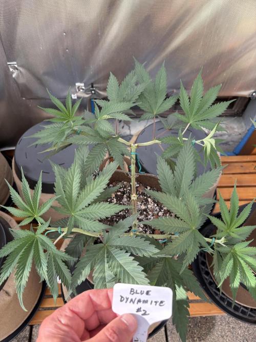 Blue Dynamite - Summer 2026. Week 9 - Blue Dynamite #2 - Day 59