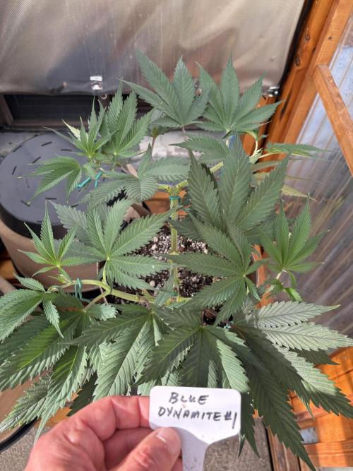 Blue Dynamite - Summer 2026. Week 9 - Blue Dynamite #1 - Day 59