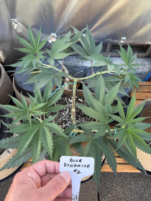Blue Dynamite - Summer 2026. Week 9 - Blue Dynamite #2 - Day 61