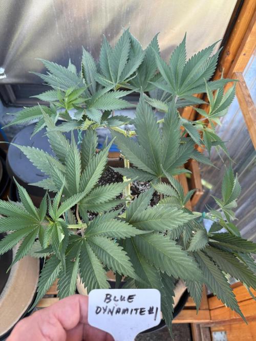Blue Dynamite - Summer 2026. Week 9 - Blue Dynamite #1 - Day 61
