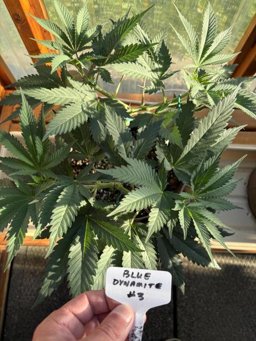 Blue Dynamite - Summer 2026. Week 9 - Blue Dynamite #3 - Day 61