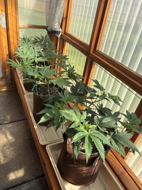 Blue Dynamite - Summer 2026. Week 9 - Greenhouse Front Bench - Day 62