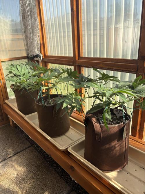 Blue Dynamite - Summer 2026. Week 9 - Greenhouse Front Bench - Day 62