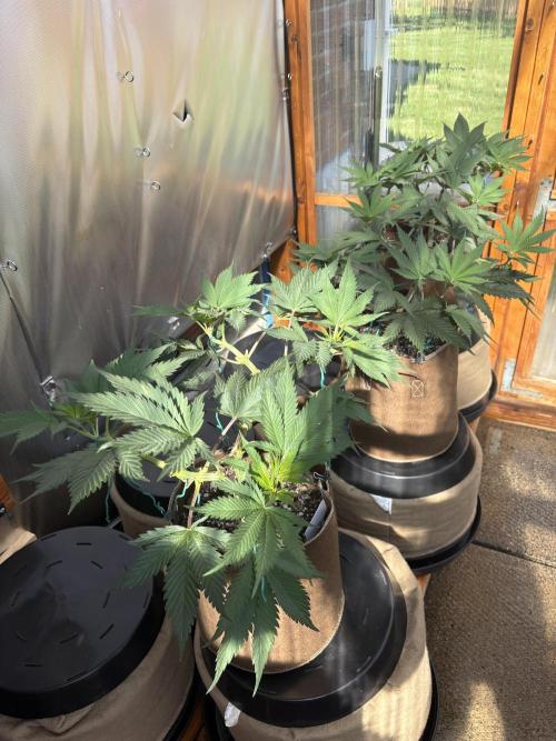 Blue Dynamite - Summer 2026. Week 9 -  Greenhouse Back Bench - Day 62